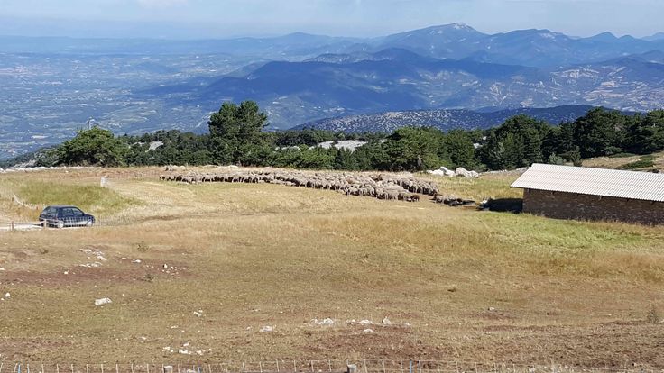 bergerie